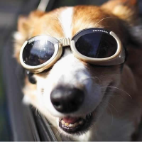 Gafas de sol para perros Doggles Cromo