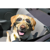 Gafas de sol para perros Doggles Cromo