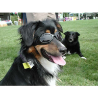 Gafas de sol para perros Doggles negras